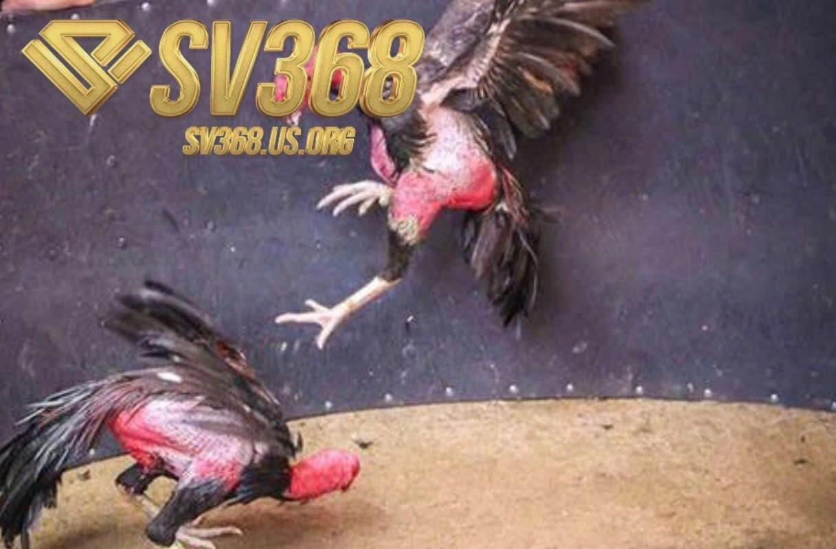 Hướng dẫn tham gia Đá Gà Asil Sv368