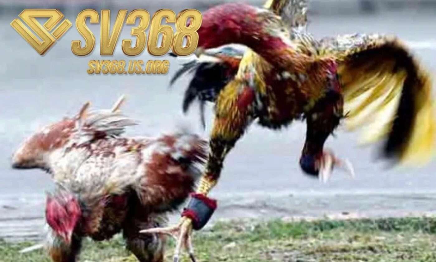 Mẹo đặt cược thắng lớn khi xem Đá Gà Asil Sv368