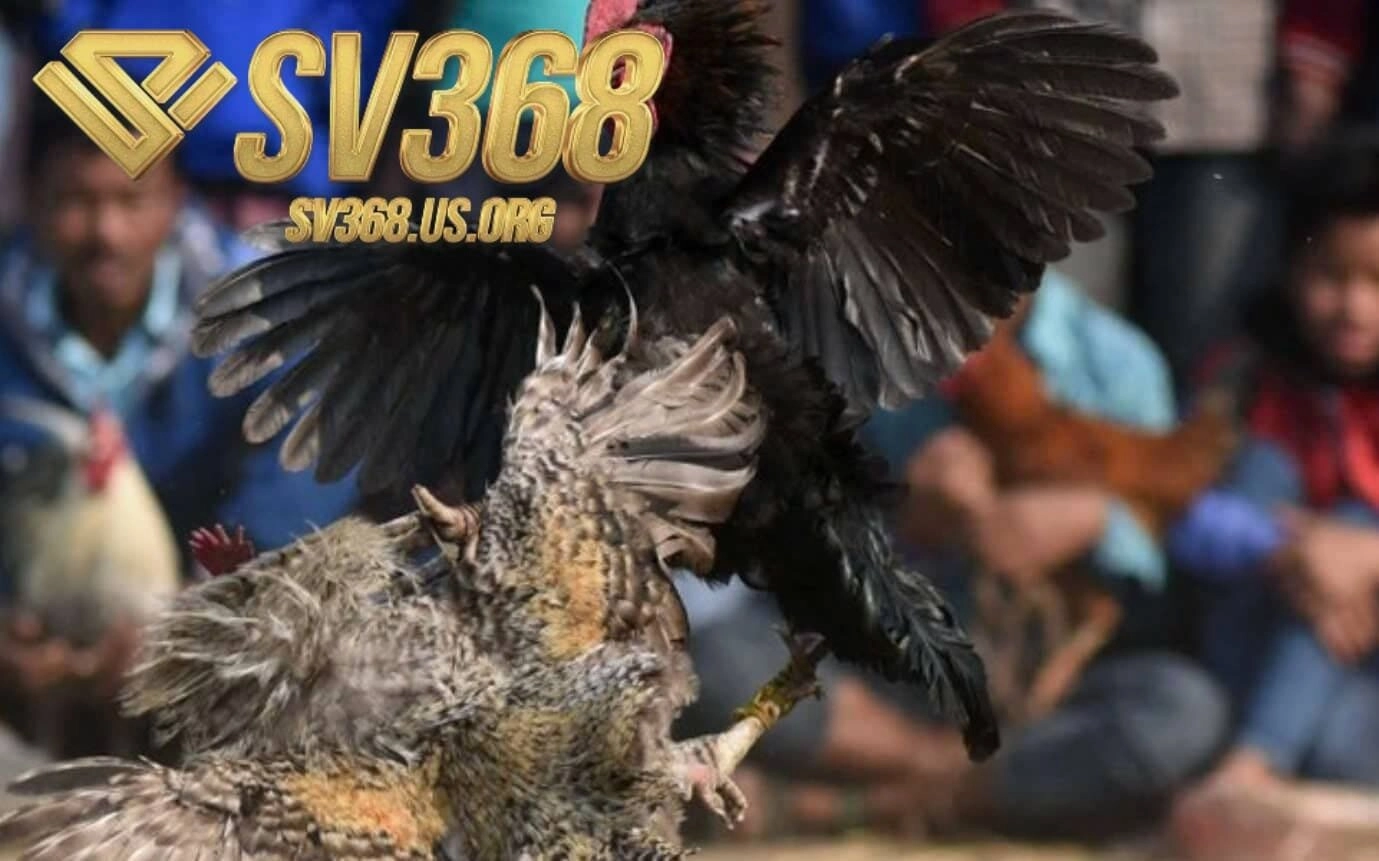 Trải nghiệm Đá Gà Asil Sv368