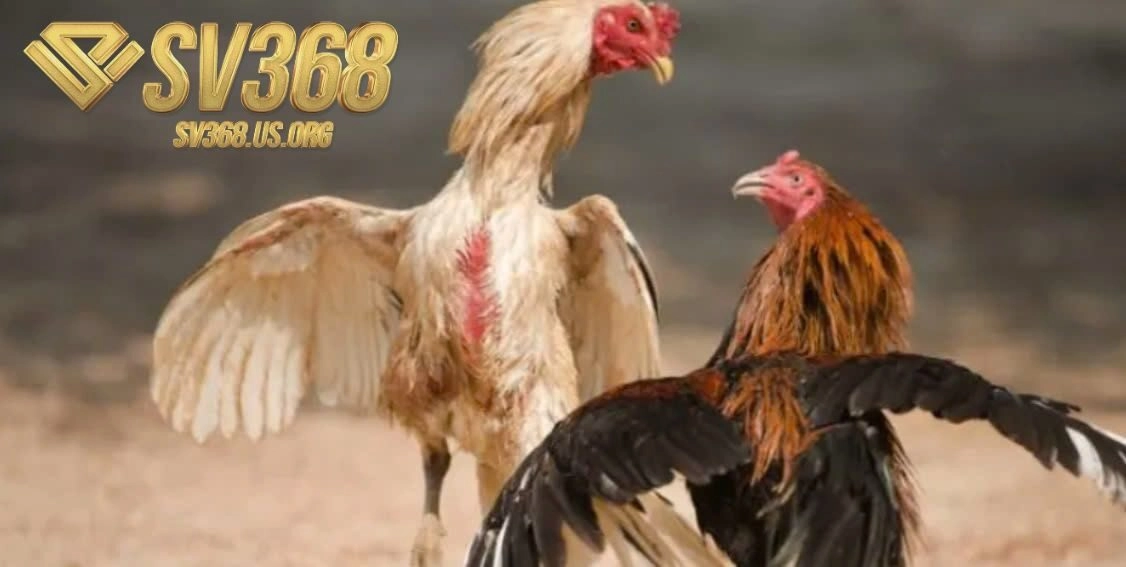 Kinh Nghiệm Chơi Đá Gà Casino Sv368 Online Hiệu Quả