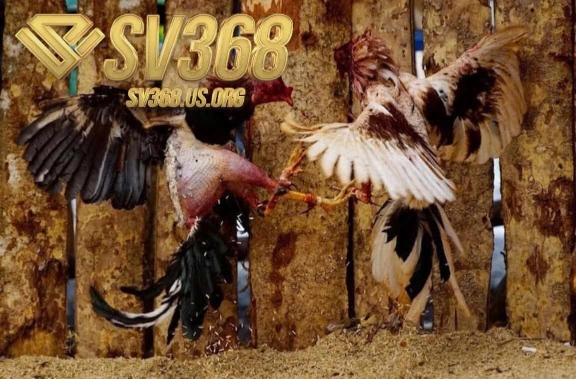 Một số dòng Đá Gà Chọi Cuba Sv368 được cho là phổ biến nhất ở thị trường Việt Nam