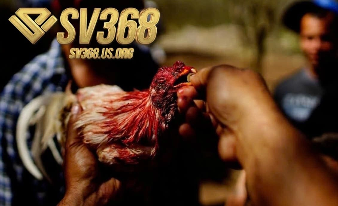 Dựa vào đâu mà giá giống Đá Gà Chọi Cuba Sv368 được cập nhật cao đến thế