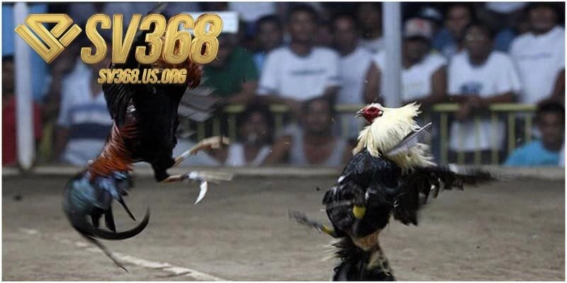 Dạng chọi gà phổ biến và có quy mô chuyên nghiệp