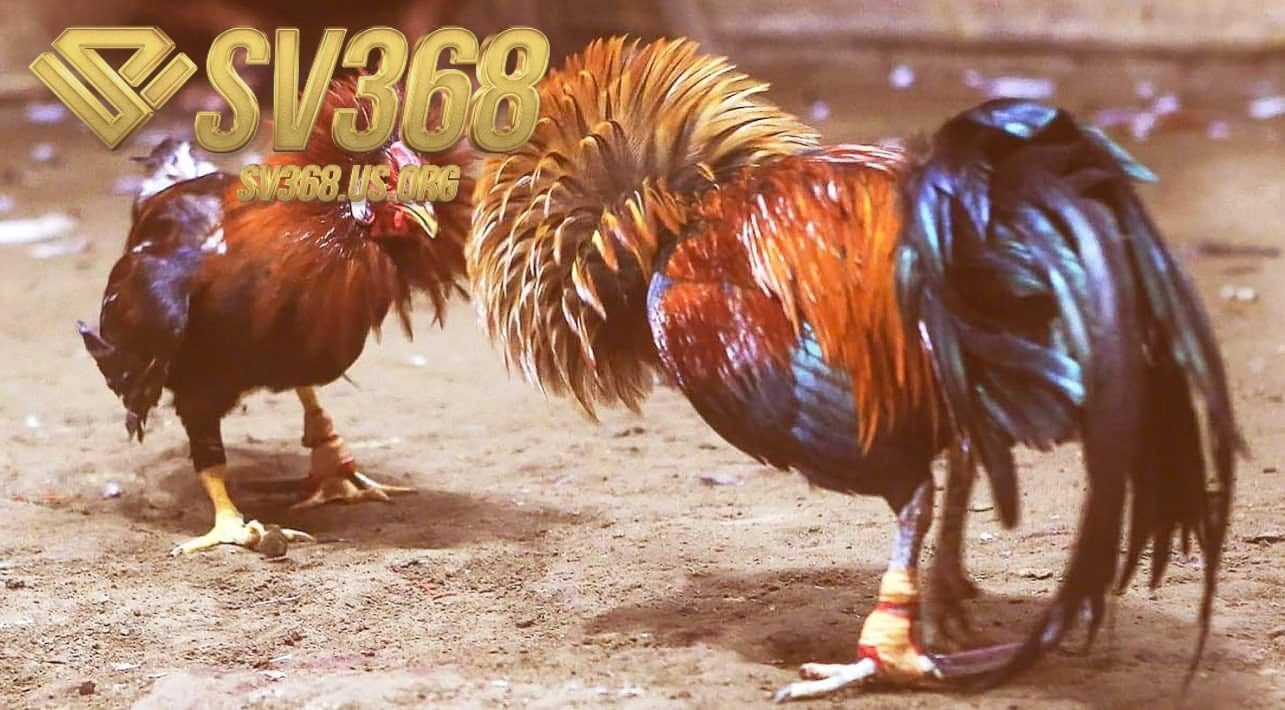 Cược đá gà cựa sắt gồm ba phương án lựa chọn