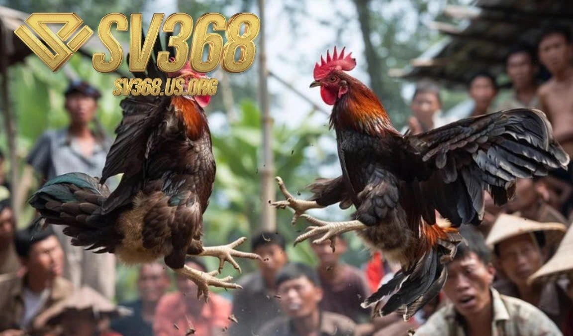 Những điều cần biết về Đá Gà Shamo Sv368 là gì?