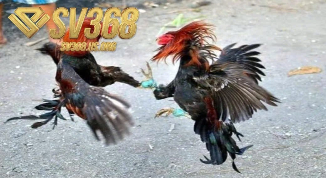 Sử dụng các loại hạt như ngô, lúa mì làm thực phẩm chính cho Đá Gà Shamo Sv368