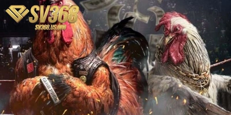 Khái quát nội dung sản phẩm đá gà trực tuyến trên SV368