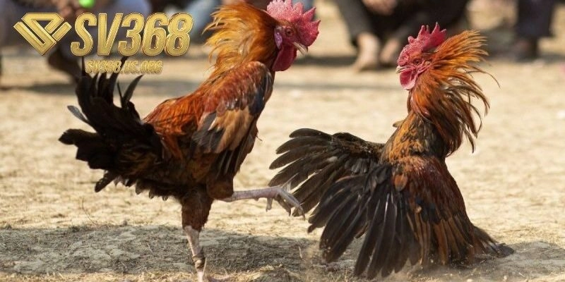 Tổng hợp những trận đấu gay cấn không thể bỏ lỡ trên SV368