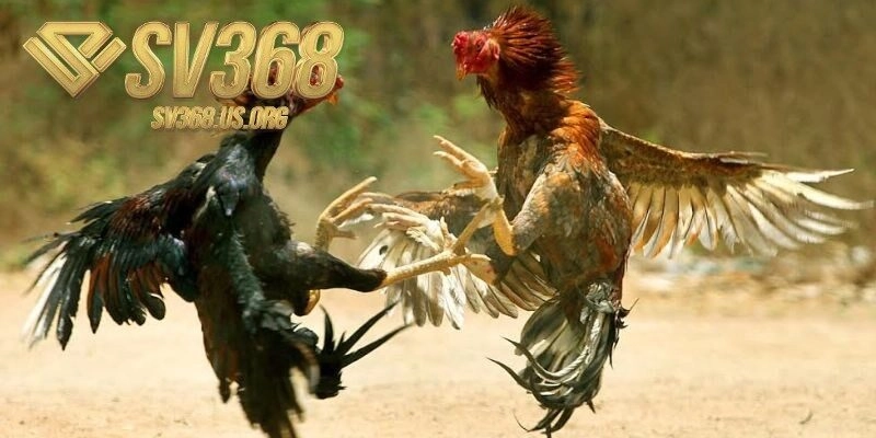 Đá Gà Thomo cực đỉnh cao