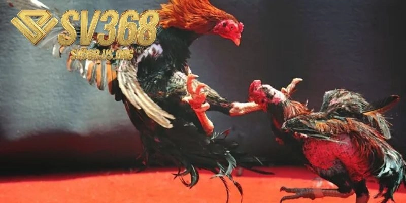 Tiêu chí phân xử thắng thua ở trận Đá Gà Thomo