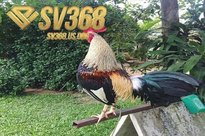 Giá trị văn hóa sâu sắc và tiềm năng kinh tế của đá gà tre