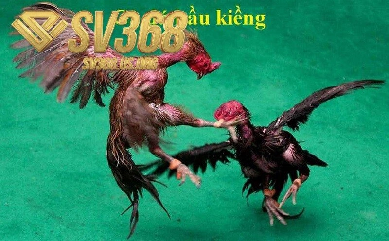 Gà Đá Hầu Kiềng là gì?