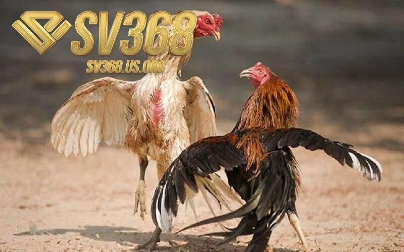 Top 3 loại gà đá Hầu Kiềng phổ biến hiện nay