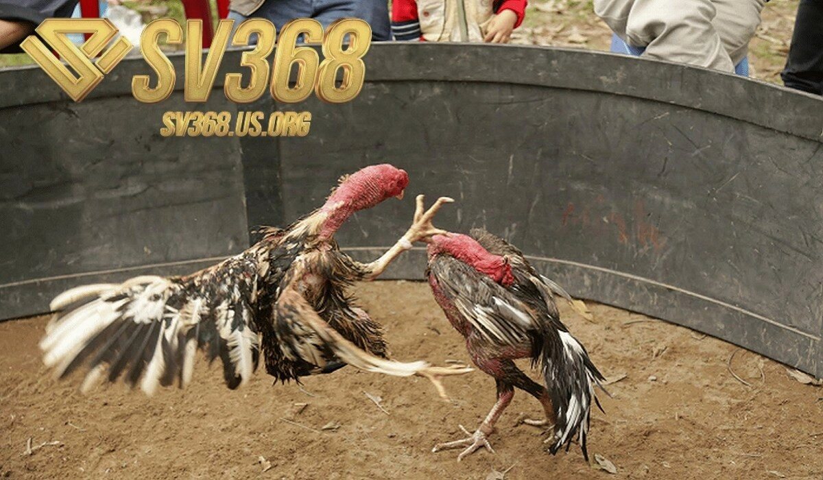Hướng dẫn chọn gà đá Hầu Kiềng đúng chuẩn