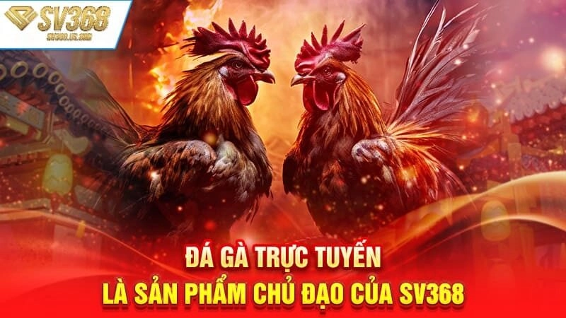 Đá gà online là điểm nhấn nổi bật trong hệ thống giải trí của SV368